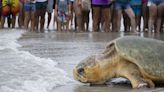 375-pound loggerhead sea turtle returns to Atlantic Ocean after 3 months of rehab in Florida