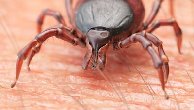 Minnesota’s tick season year-round during no-snow winter