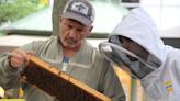 «Kein Unterschied für Bienen»: Imkern in New York