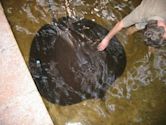 Giant freshwater stingray