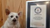 At 23 Years And Counting, This Ohio Chihuahua Is World's Oldest Living Dog