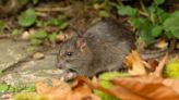Which plants do rats hate? Add these to your garden to keep the rodents away