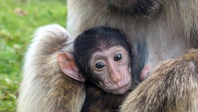 Safari park celebrates arrival of third baby macaque of the year