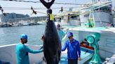 屏東黑鮪魚文化觀光季第一「鮪」現身 東港區漁會4/1驗魚確認資格