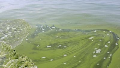 U-M awarded $6.5M grant to study harmful algal blooms, human health across Great Lakes