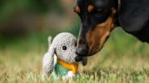 Dachshund Mix Bringing All His 'Babies' Out in the Sunshine Is Cuteness Overload