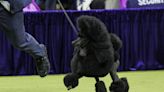 Miniature poodle Sage wins Westminster dog show