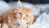 Hearts melt as Maine Coon owner shares the thing "nobody prepares you for"
