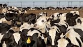 Fuel From Cow Manure Is a Growing Climate Solution, but Critics Say Communities Put at Risk | KQED