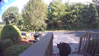 VIDEO: Bear roams Boones Creek apartment complex Monday morning