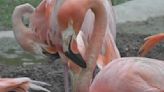 Flamingos are making a comeback in Florida