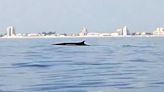 Avistan tres cetáceos cerca de las playas del entorno de l'Albufera de València