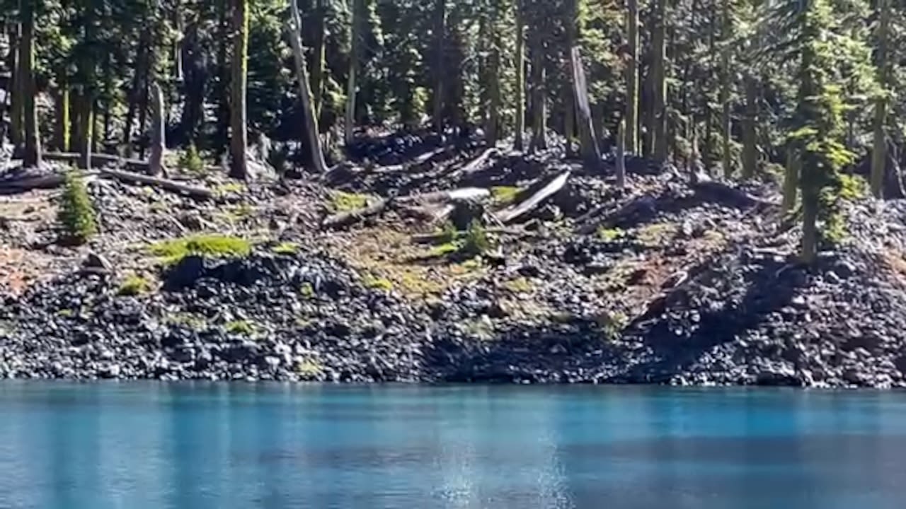 Rare black bear sighting at Crater Lake National Park caught on video