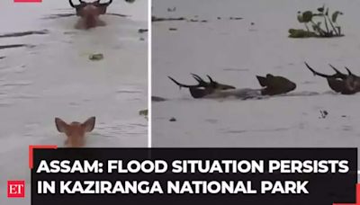 Assam: Flood situation prevails in Kaziranga National Park as water rises considerably