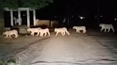 Gujarat: 13 Lions Cross the Road in Rare Sighting Near Gir National Park