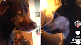 Dogs reunite on FaceTime in paws-itively adorable scene