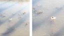 Watch: Alligator Frozen Stiff in Icy Pond Isn’t Dead. It’s Just Brumating