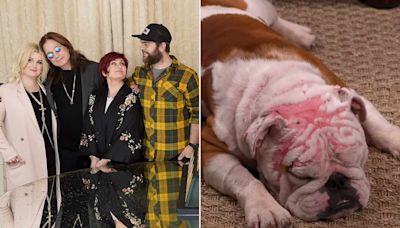 The Osbourne Family Adopts a Dog That Was 'Severely Burned': He's 'the Most Beautiful Thing'