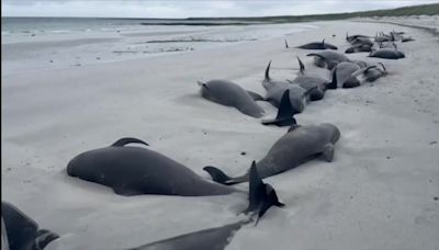 Dozens of whales die in mass stranding on beach in Orkney Islands