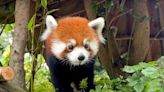 Red panda ‘Mebo’ arrives at San Francisco Zoo