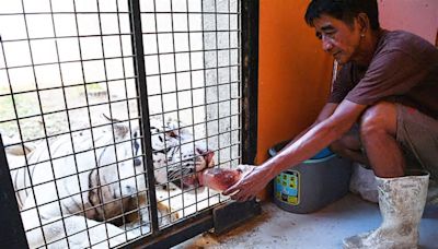 'Bloodsicles,' baths keep Manila Zoo animals cool as heatwave hits Philippines