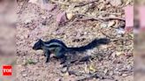 Gene mutation turns rare squirrels black | Jaipur News - Times of India