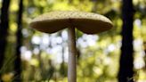 Midwest sees surge in calls to poison control centers amid bumper crop of wild mushrooms