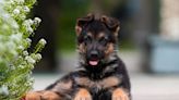 3-Month-Old German Shepherd Puppy Looking for Her Forever Home in Canada Is Just Too Precious