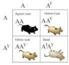 Lethal allele