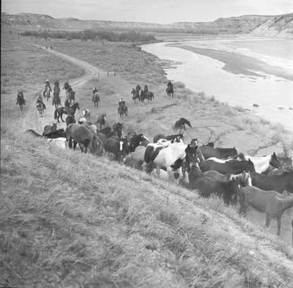 The 'last roundup' corralled North Dakota wild horses