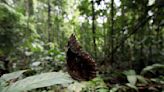 Decisión histórica de Ecuador de dejar petróleo bajo tierra y cerrar campo explotación en Amazonía