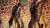 Viruses lurking in giraffe and lemur poop could lead to new antibacterial drugs, scientists say