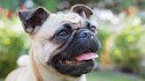 Most Popular Short-faced Dog Breeds