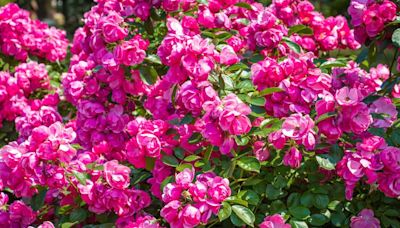 3 plants that must be pruned now to see flowers blooming abundantly every summer