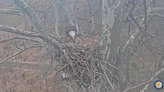Bald eagle parents welcome three babies in Maryland sycamore nest. See the live cam