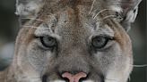 Cougar warning issued for Tunnel Mountain Campground area