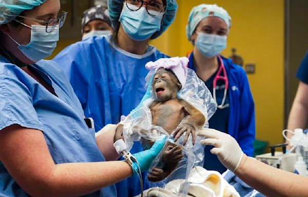 How a team of Tampa doctors helped deliver baby orangutan at Busch Gardens