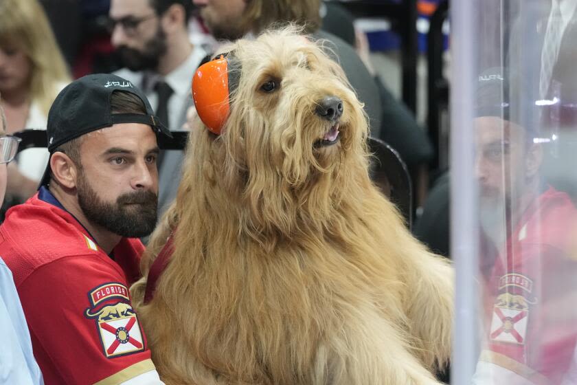 Months after sitting courtside for Lakers, Brodie the Goldendoodle on glass for Stanley Cup