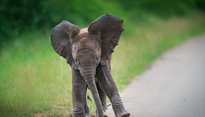 Big-Eared Baby Elephant in Fresno Looks Like a Real-Life Dumbo