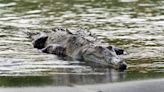 A crocodile in Costa Rica had a virgin birth. Here’s what that means