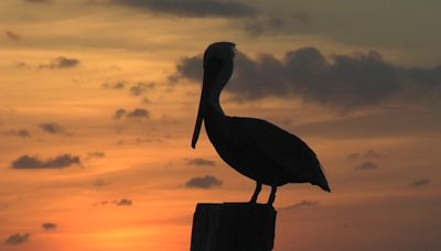 Richard Moore Outdoor Report: Return of the Brown Pelican