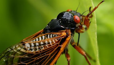 Where will cicadas emerge in Illinois? Here's a map of what to expect