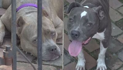 Memphis couple struggled reporting multiple stray dogs to Memphis Animal Services