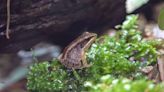 復育瀕危「豎琴蛙」有成 台北動物園明起展出