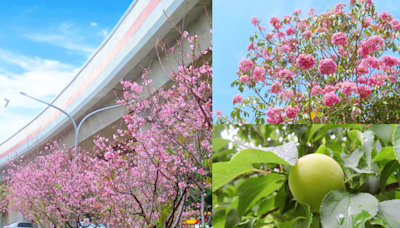 搭捷運來賞花！北投300株粉嫩富士櫻盛開、周邊青梅＆風鈴木一次看 - 玩咖Playing - 自由電子報