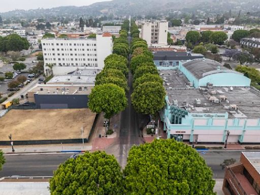 Whittier to remove more than 80 ficus trees in bid to boost business