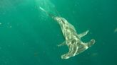 ¿Hay más ataques de tiburón en Florida este año? Lo que dicen los expertos