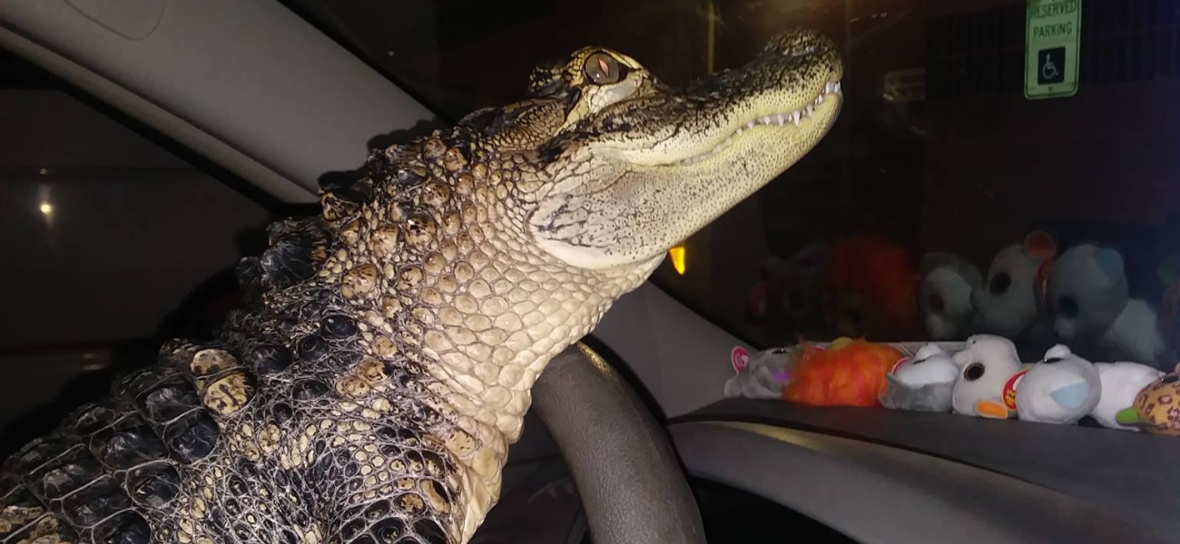 Concerns Mount Over Emotional Support Gator: Troubling Updates Emerge