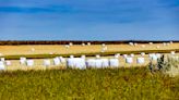 El campo espera una buena cosecha de cereal en Ciudad Real