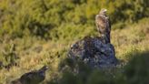 Salvan en la Foz de Lumbier a ‘Urri’, la primera cría de águila Bonelli que logra volar en Navarra